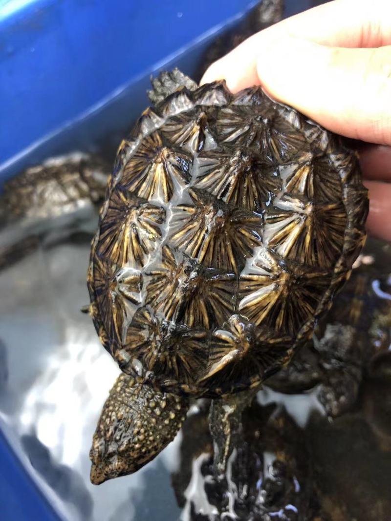 外塘冷水鳄龟1-2两。易养快大。生存能力强出肉率高