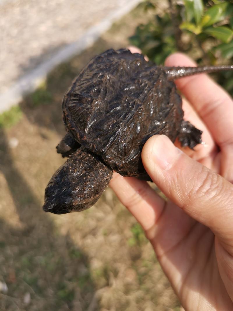 外塘冷水鳄龟1-2两。易养快大。生存能力强出肉率高
