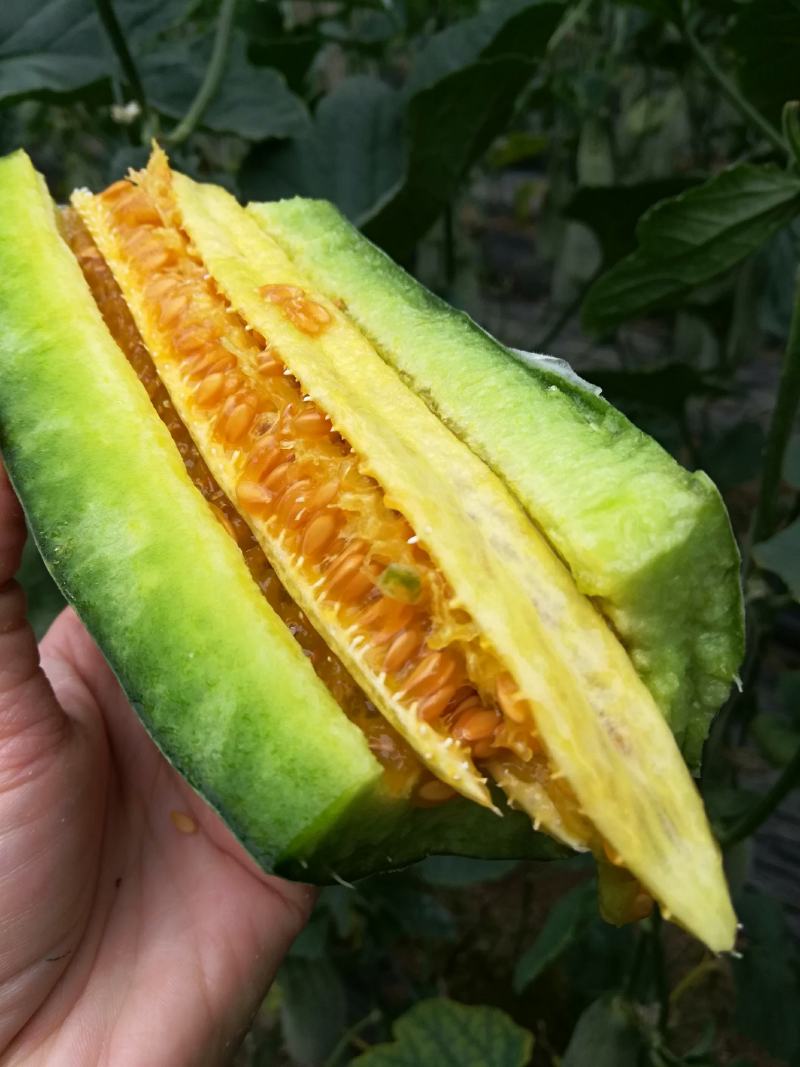 羊角蜜甜瓜羊角瓜博洋九脆甜多汁现摘现发承接电商一件代发业