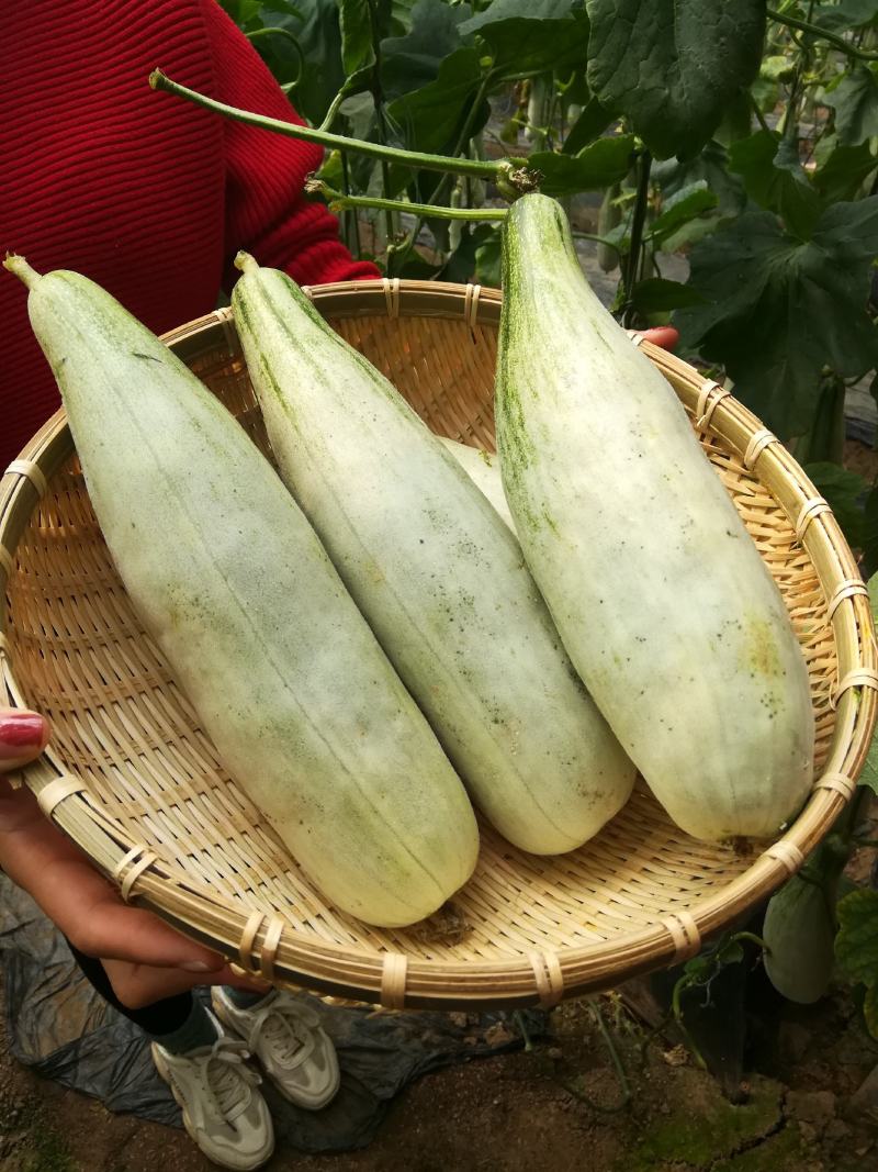 羊角蜜甜瓜羊角瓜博洋九脆甜多汁现摘现发承接电商一件代发业