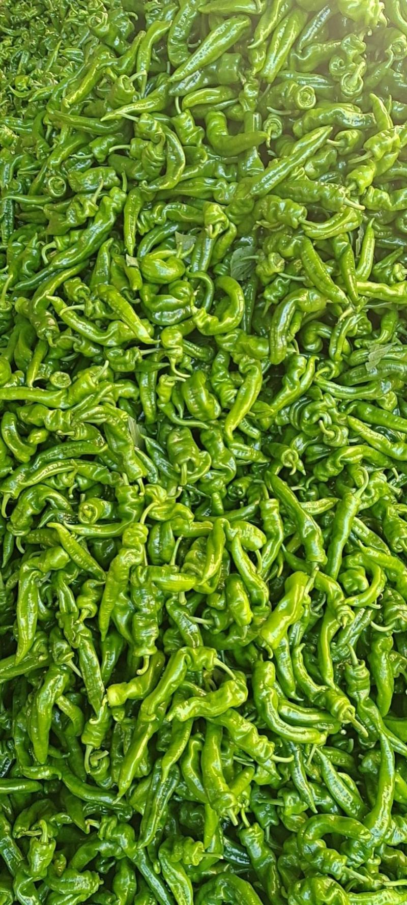 螺丝椒，大量上市，价格美丽，欢迎订购