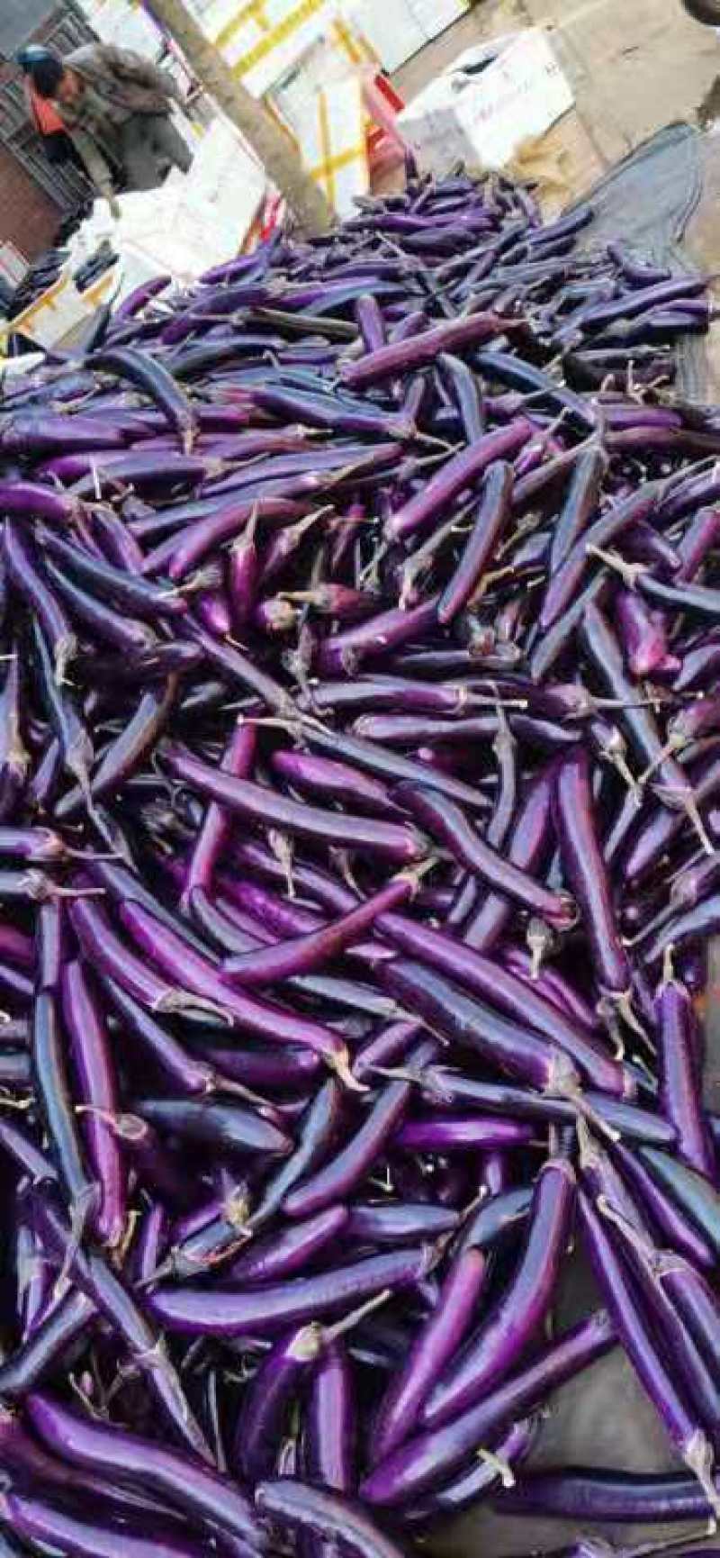 茄子、长紫红茄、烧烤茄、精品茄子现已大量上市中，欢迎订购