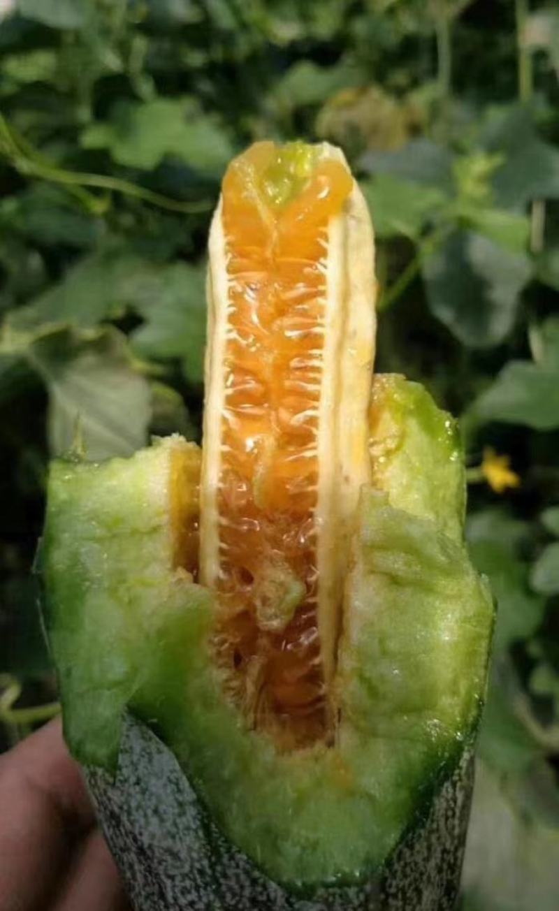 羊角蜜甜瓜羊角瓜博洋九脆甜多汁现摘现发承接电商一件代发业