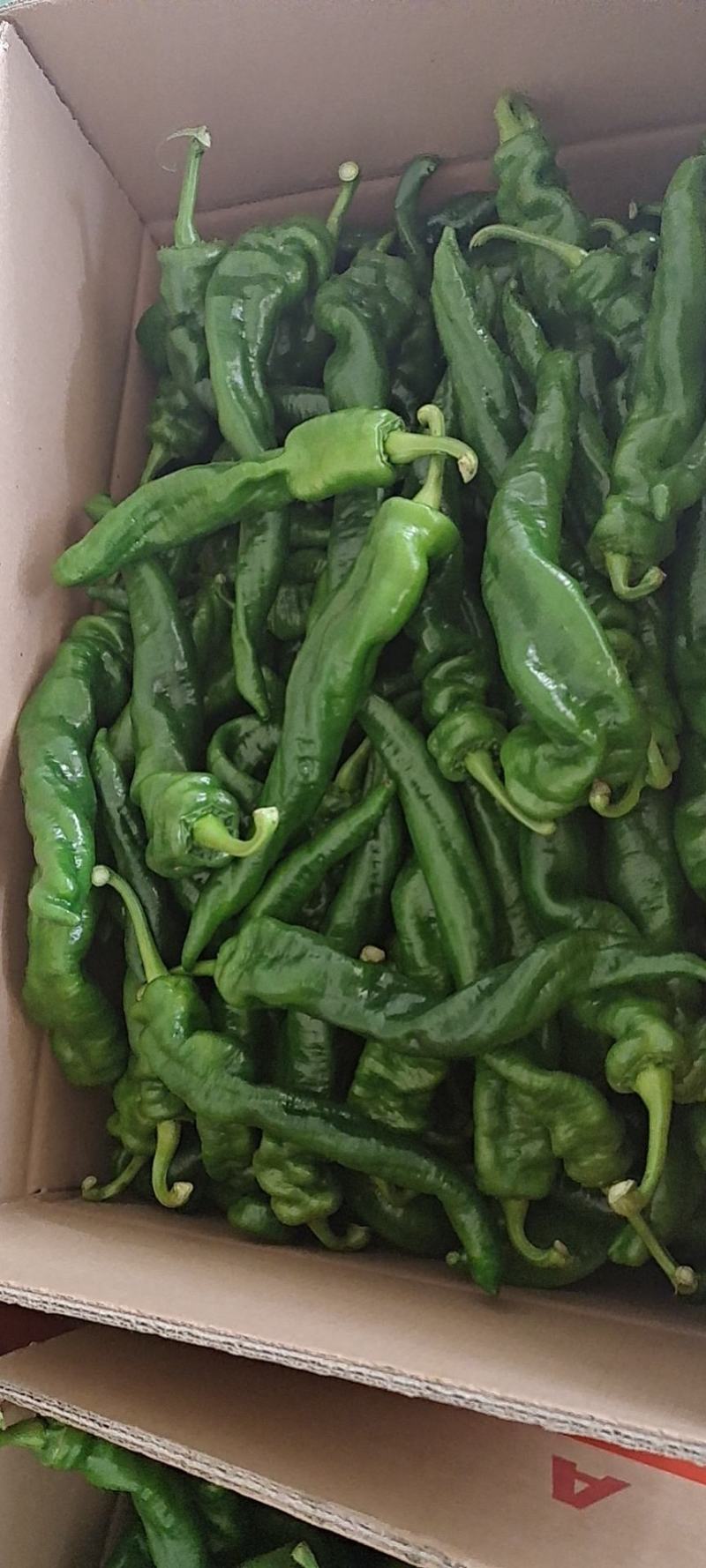 罗丝椒，陇椒，中龙椒