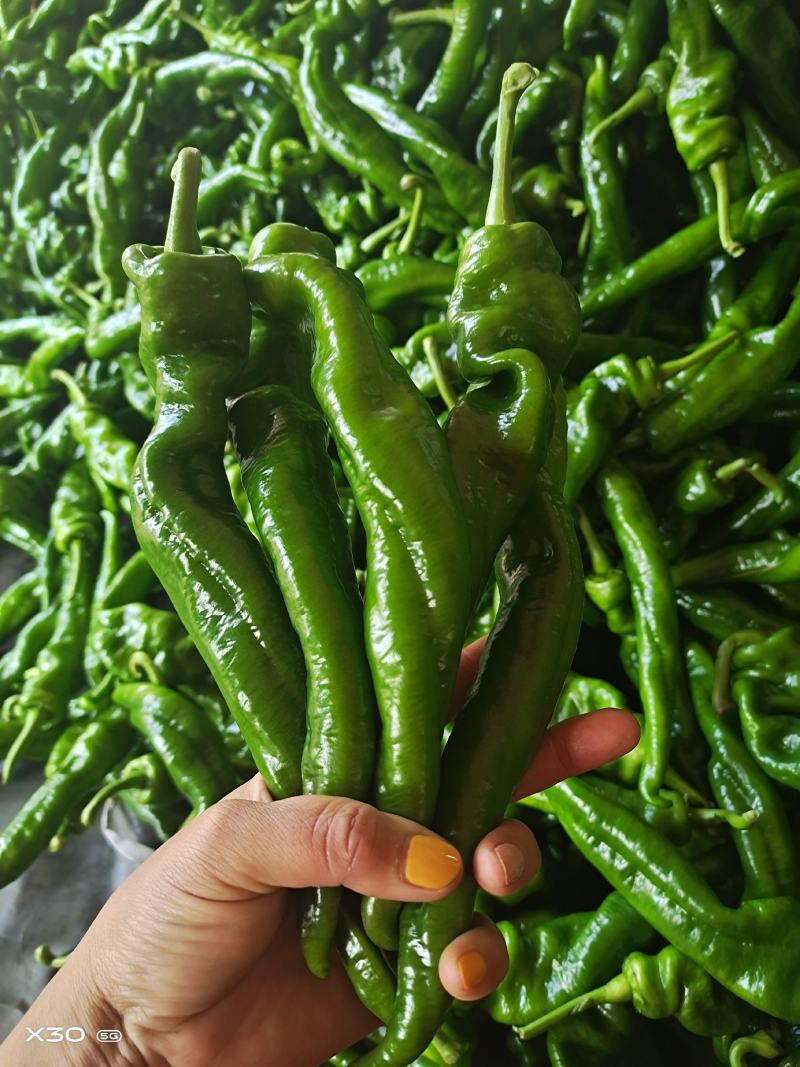 罗丝椒，陇椒，中龙椒