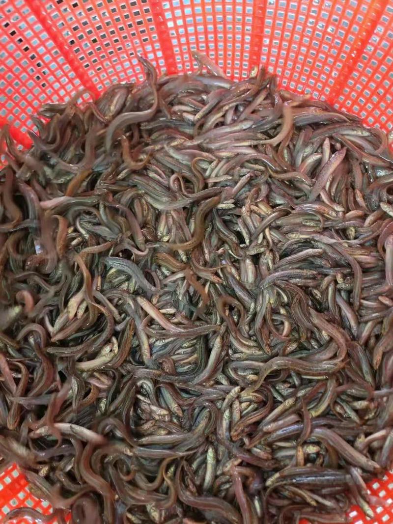 台湾泥鳅鱼苗,技术指导跟踪，鱼场直供，可来场地看苗。