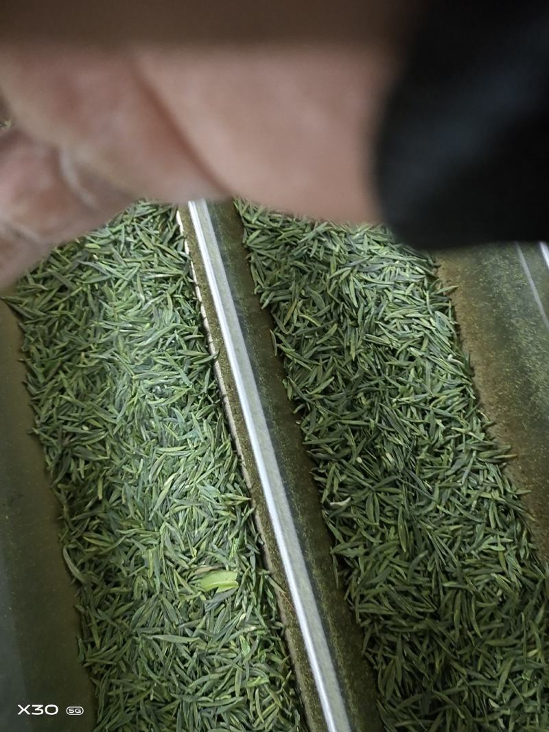 明前特早，一壶清茶悟人生