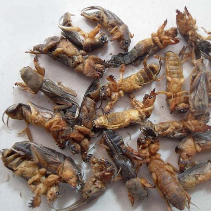 新货中药材蝼蛄粉蝼蛄干拉蛄土狗粉蝲蛄