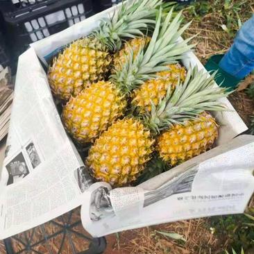 徐闻新鲜菠萝市场大果电商社区团购工厂加工价格超低
