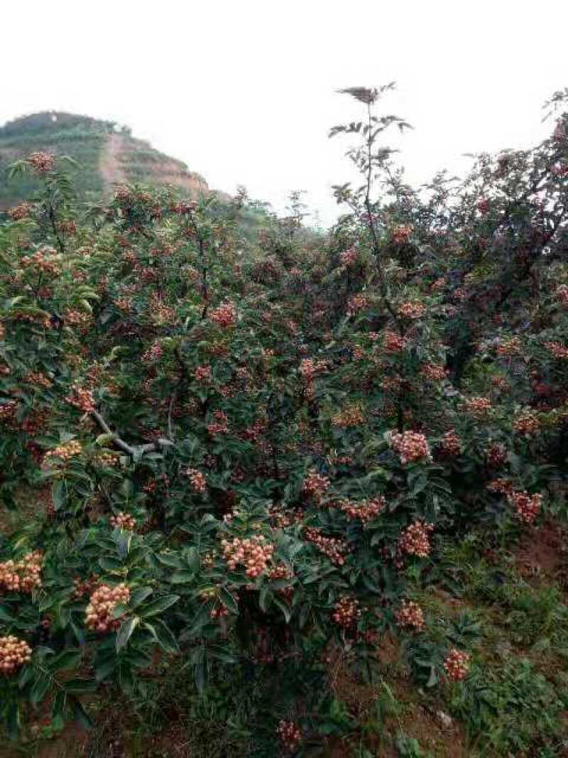 陕西西安周至正宗大红袍花椒苗适合各地种植多年苗易成活