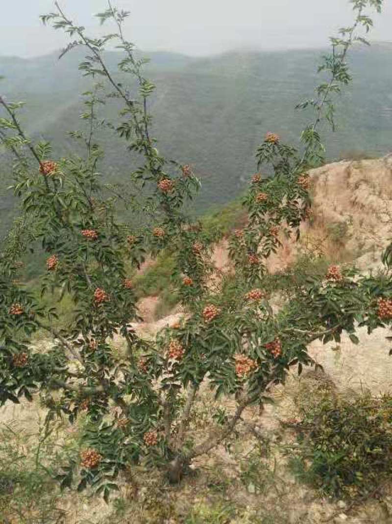 陕西西安周至正宗大红袍花椒苗适合各地种植多年苗易成活
