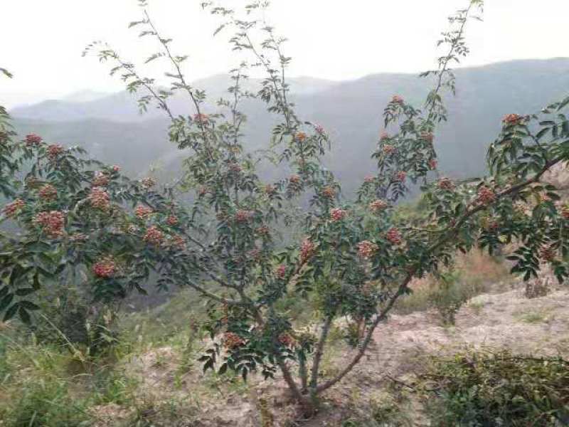 陕西西安周至正宗大红袍花椒苗适合各地种植多年苗易成活