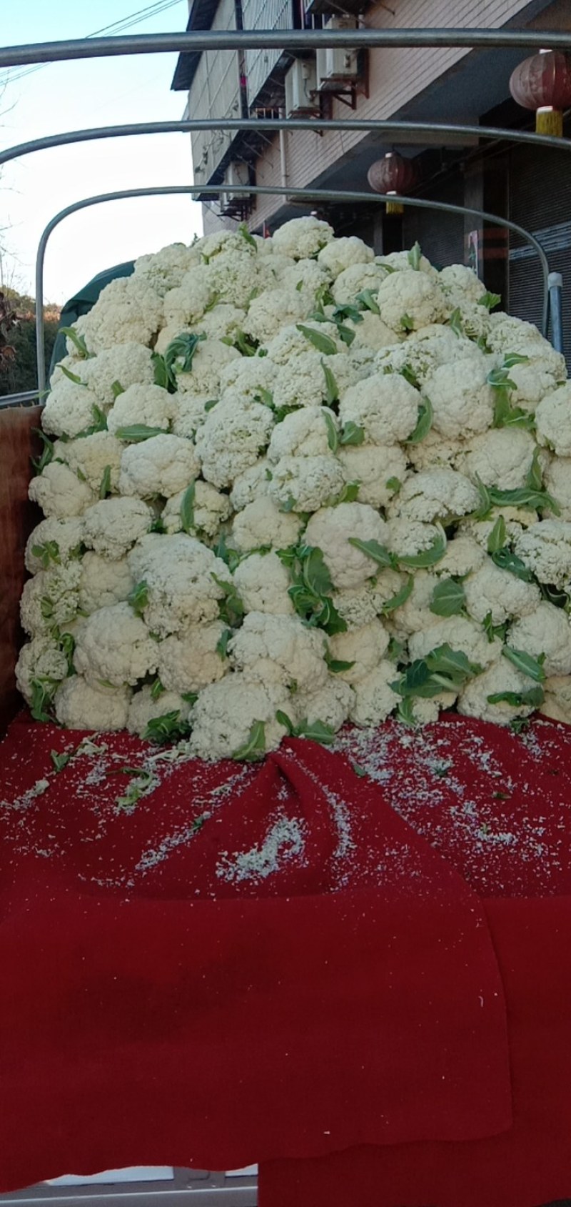 自贡散花大量上市，需要的私信询价，或打电话！一条龙服务