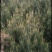 陕西省西安市周至县。万亩白皮松种植基地1~1.5m
