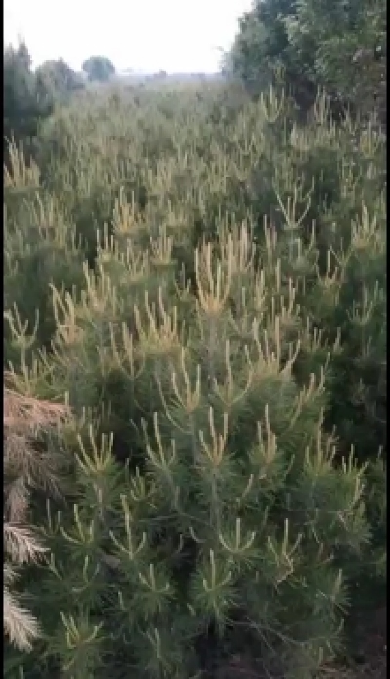 陕西省西安市周至县。万亩白皮松种植基地1~1.5m