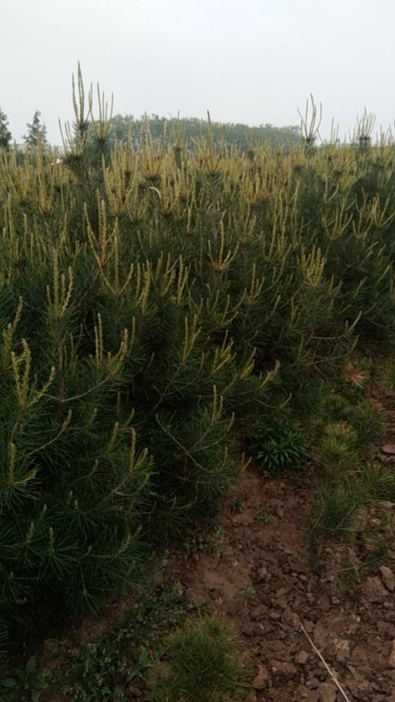 陕西省西安市周至县。万亩白皮松种植基地1~1.5m