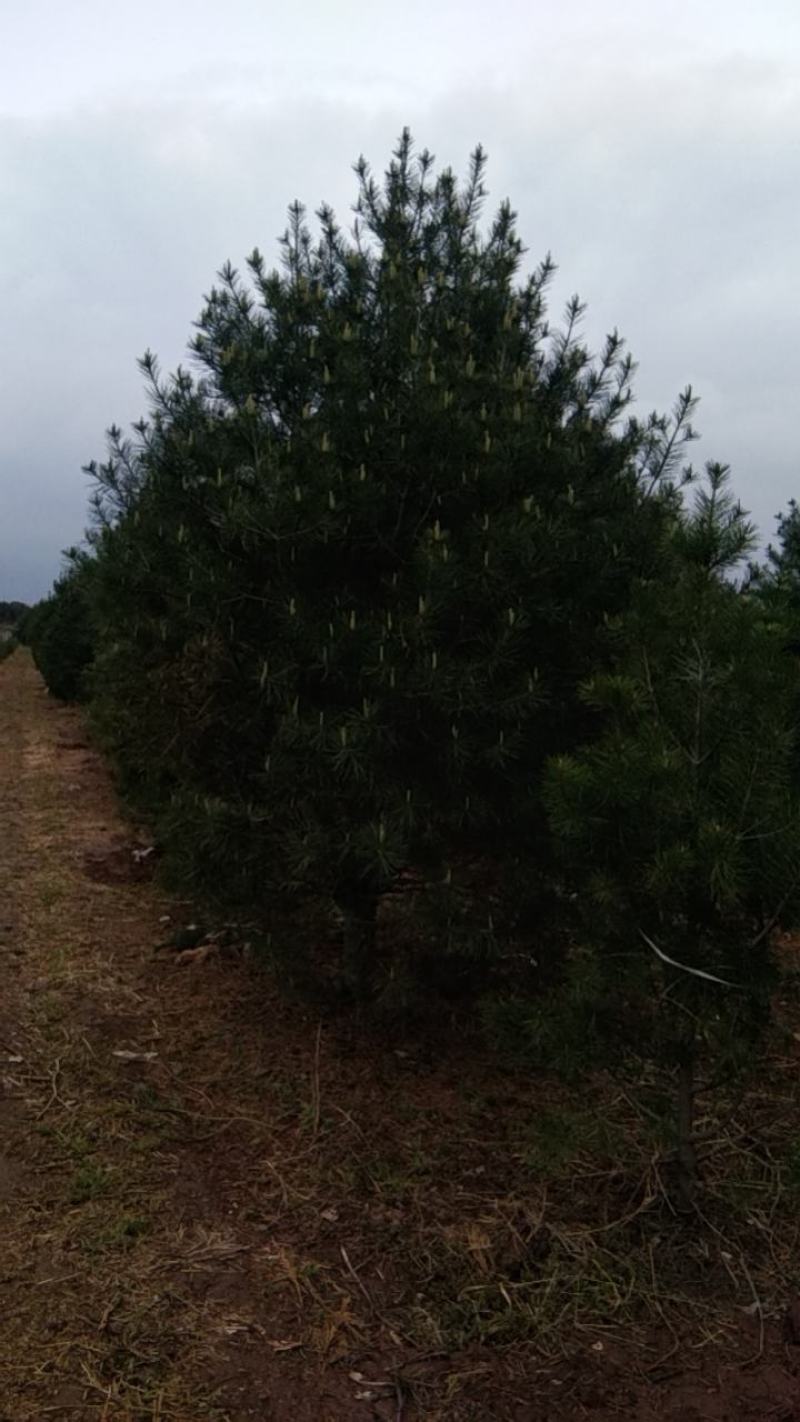 陕西省西安市周至县。万亩白皮松种植基地1~1.5m