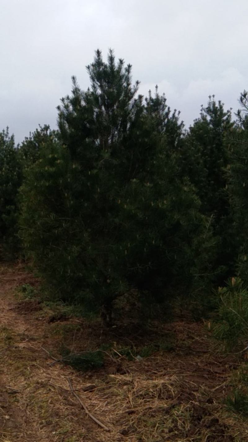 陕西省西安市周至县。万亩白皮松种植基地1~1.5m