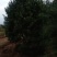 陕西省西安市周至县。万亩白皮松种植基地1~1.5m