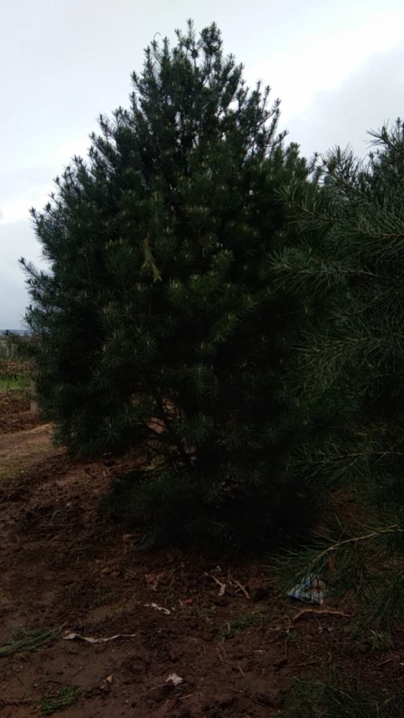 陕西省西安市周至县。万亩白皮松种植基地1~1.5m
