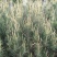 陕西省西安市周至县。万亩白皮松种植基地1~1.5m