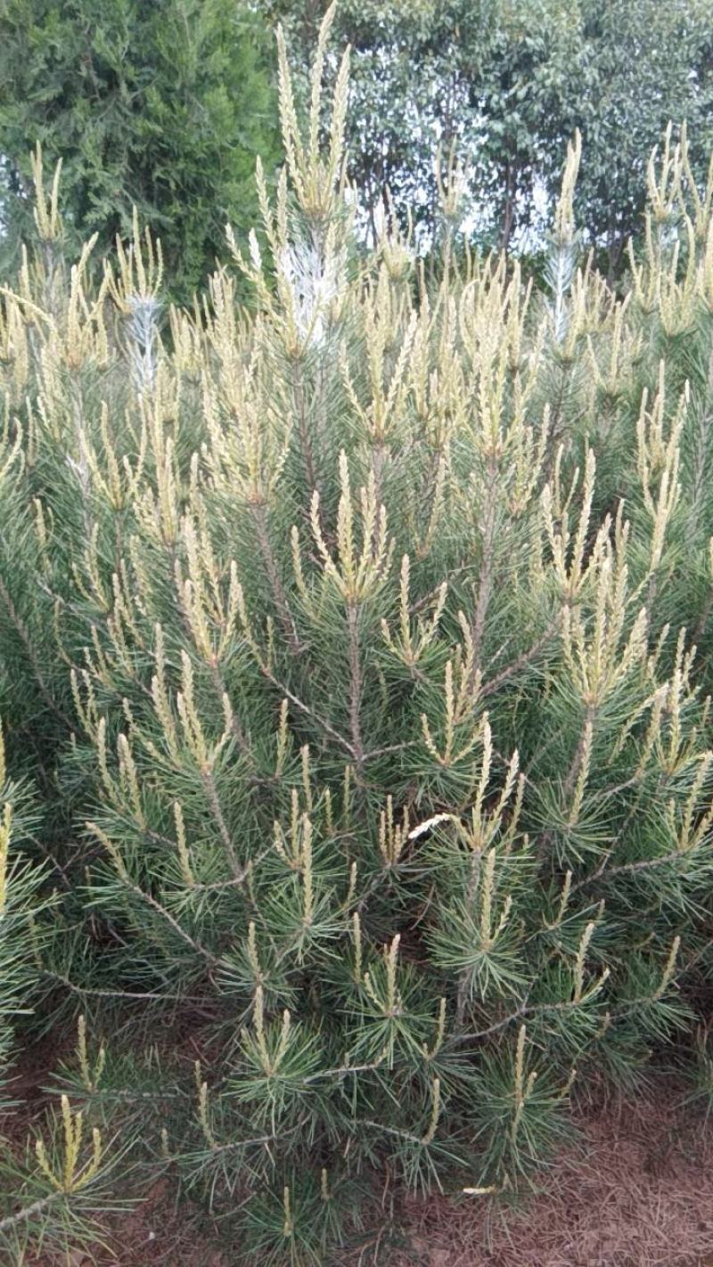 陕西省西安市周至县。万亩白皮松种植基地1~1.5m