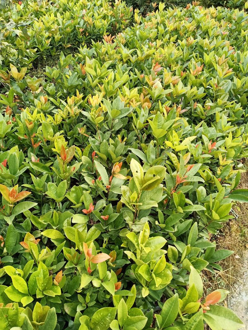 樱桃苗巴西甜樱桃苗耐寒品种南北地区都可以种植