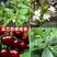 樱桃苗巴西甜樱桃苗耐寒品种南北地区都可以种植