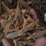 广西桂皮中通，大通，烟桂，桂碎，大量供应，批零兼营
