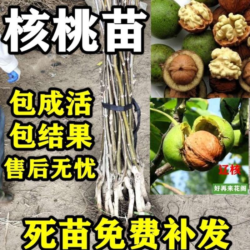 核桃树苗美国碧根果树苗嫁接苗核桃苗长寿果当年结果南方北方