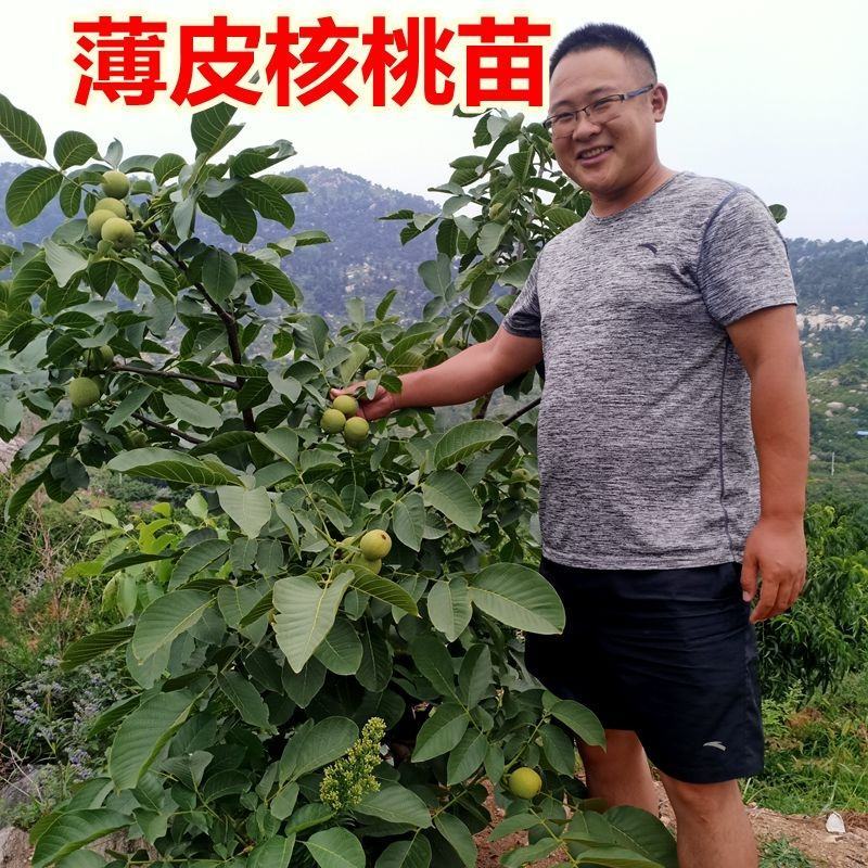 核桃树苗美国碧根果树苗嫁接苗核桃苗长寿果当年结果南方北方