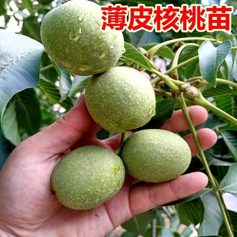 核桃树苗美国碧根果树苗嫁接苗核桃苗长寿果当年结果南方北方