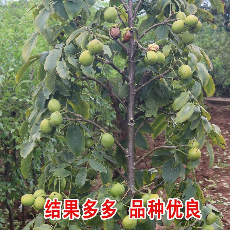 核桃树苗美国碧根果树苗嫁接苗核桃苗长寿果当年结果南方北方