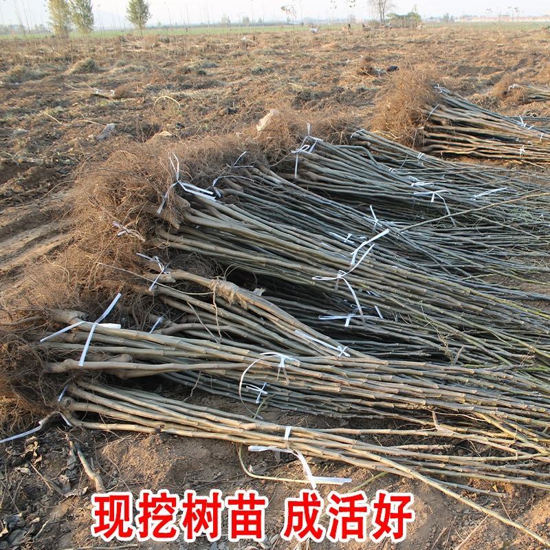 核桃树苗美国碧根果树苗嫁接苗核桃苗长寿果当年结果南方北方