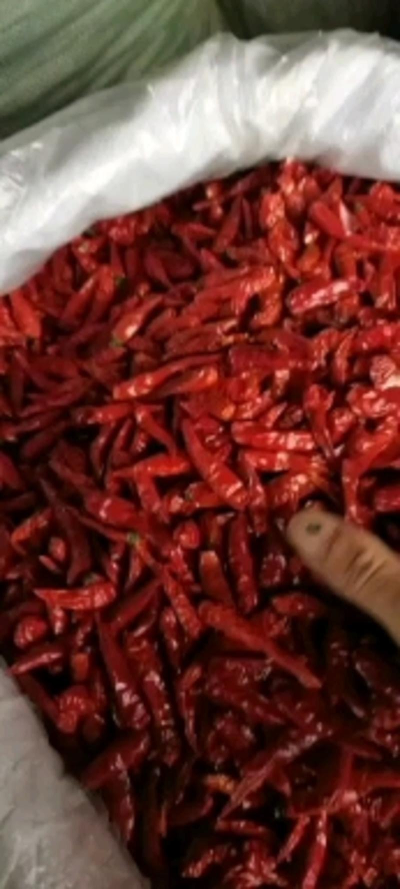 印度S17干辣椒，精品贵州小米辣椒干，大量供应，批零兼营
