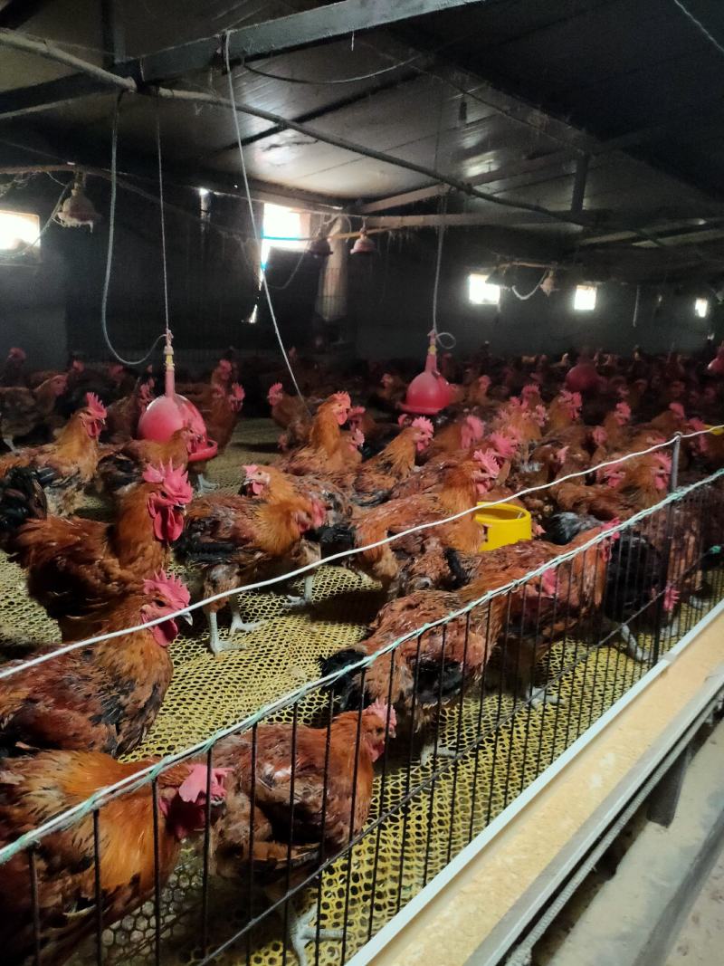 大公鸡母鸡各种肉鸡批发