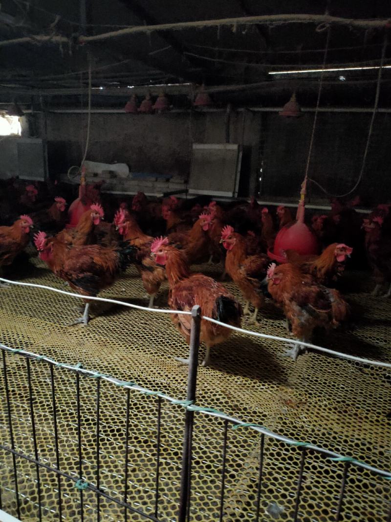 大公鸡母鸡各种肉鸡批发
