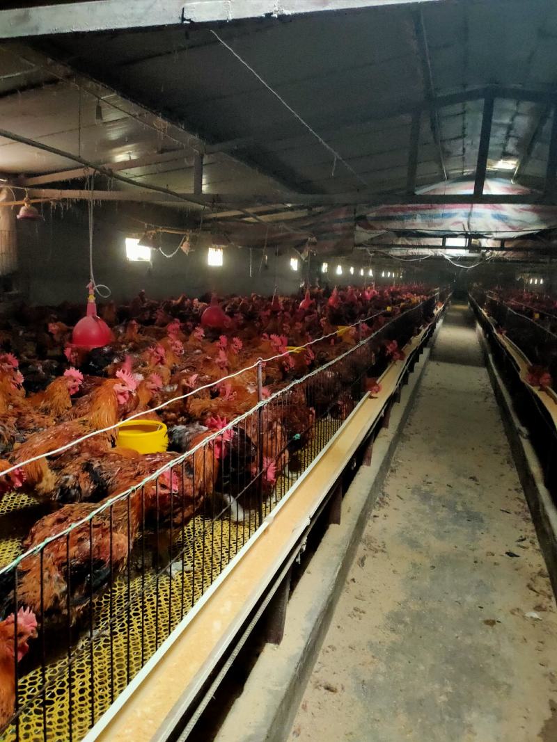 大公鸡母鸡各种肉鸡批发