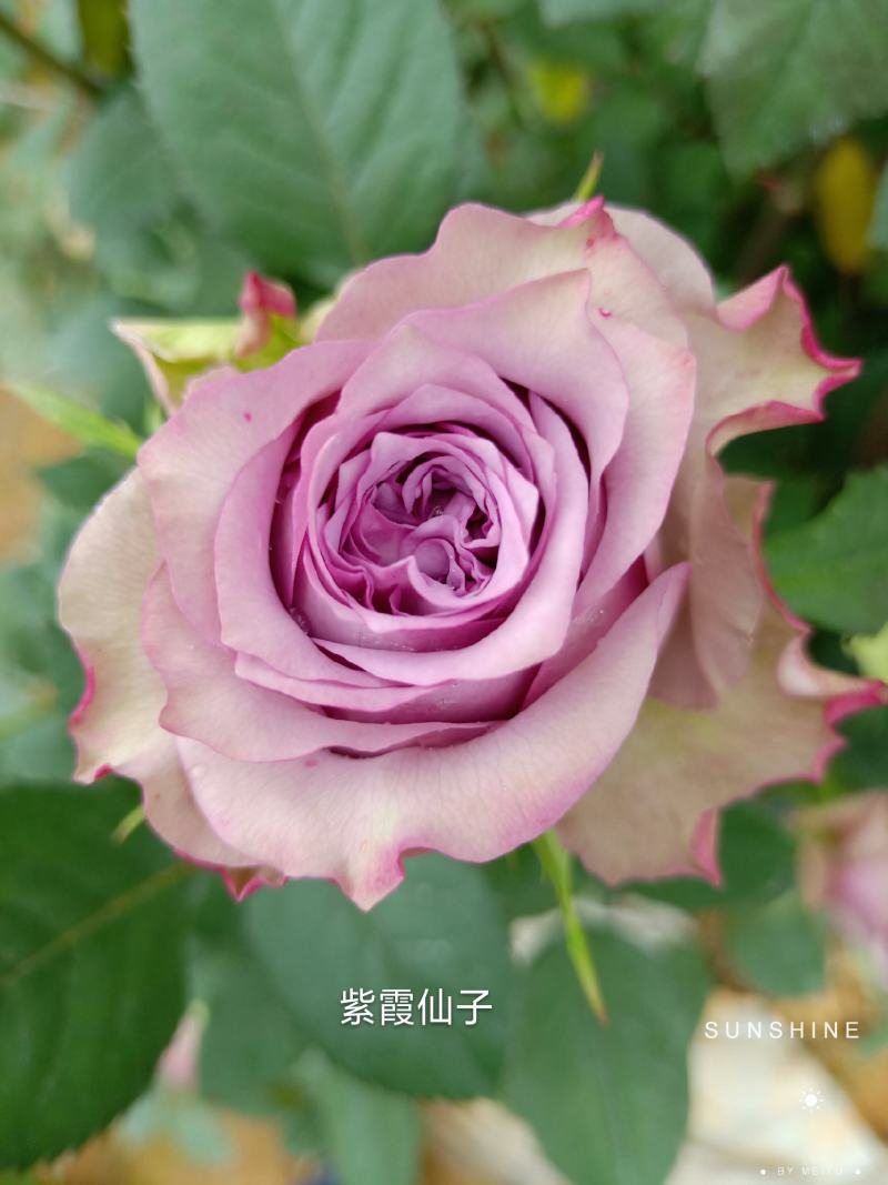 月季花苗扦插小苗紫霞仙子基地自产自销