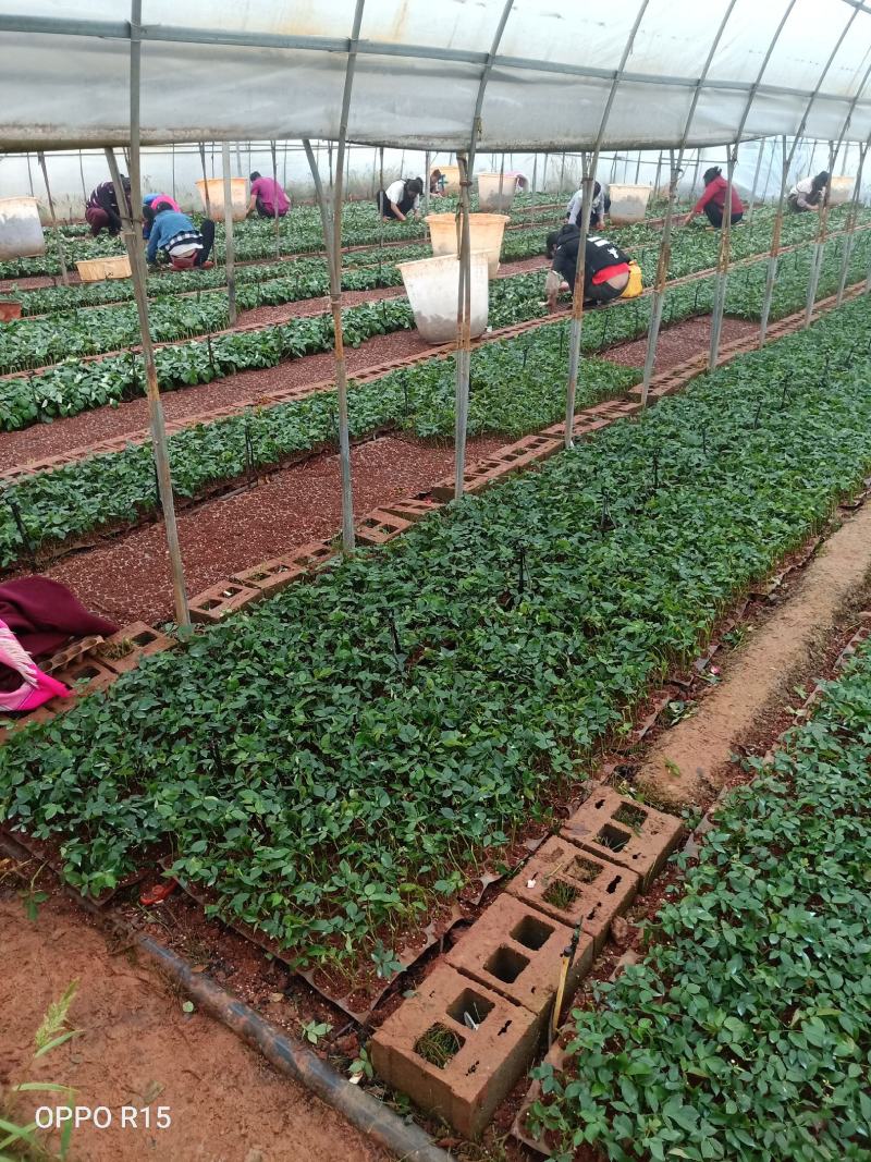 月季花苗扦插小苗紫霞仙子基地自产自销