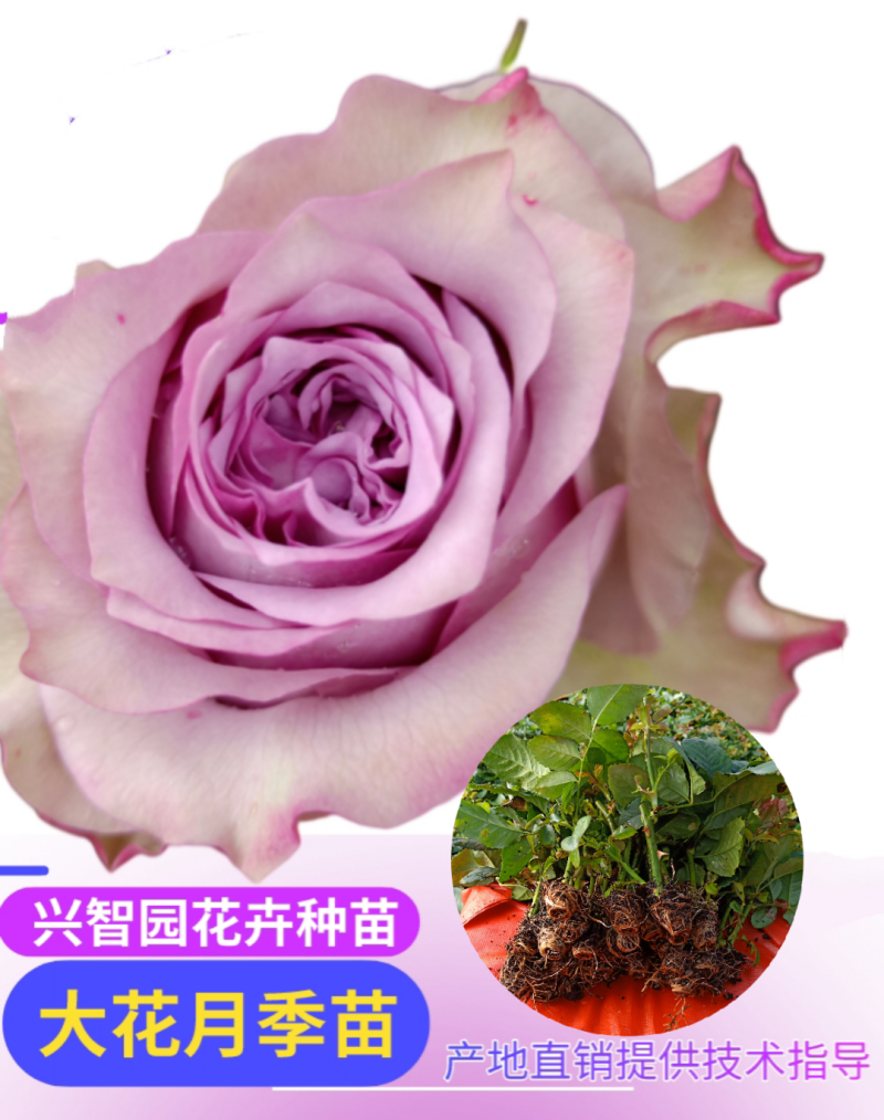 月季花苗扦插小苗紫霞仙子基地自产自销