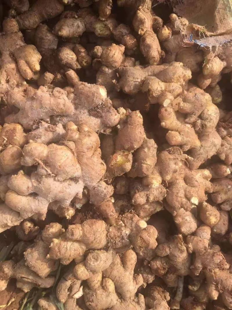 精品老姜，特价货量大货，打包上车一条龙服务，