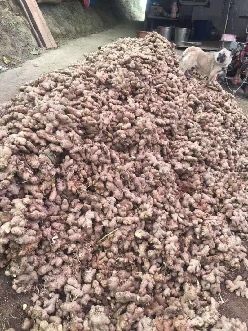 精品老姜，特价货量大货，打包上车一条龙服务，