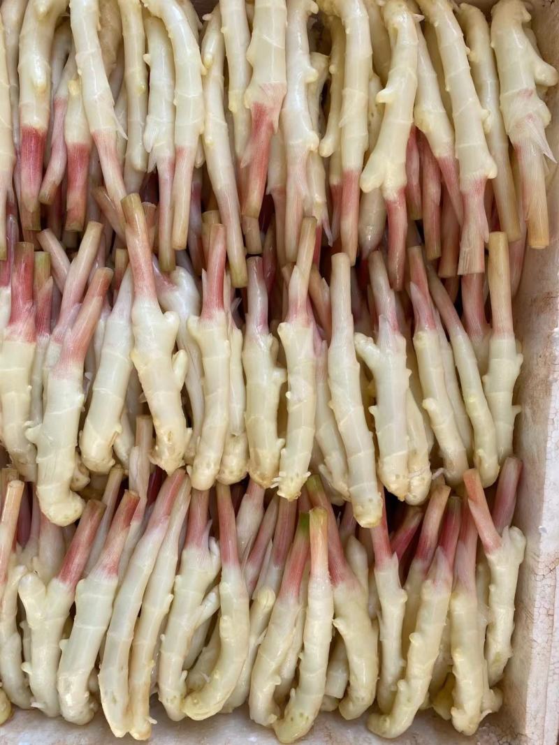 威远姜仔姜锅炉姜代购。