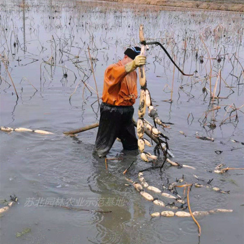 高产莲藕苗，稻田浅水藕苗，池塘深水藕苗，水果藕苗，粉藕苗