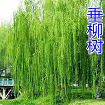 柳树苗规格齐全全部基地直销现挖现卖