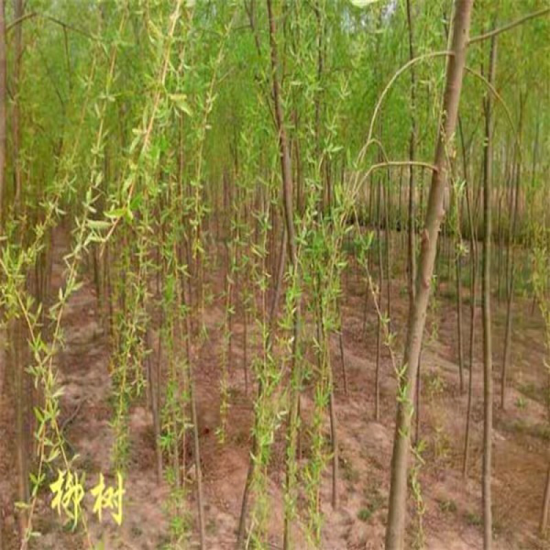 柳树苗规格齐全全部基地直销现挖现卖