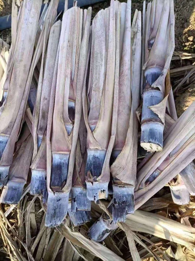 河南黑皮甘蔗种苗，产地直供，代发全国，诚信经营。