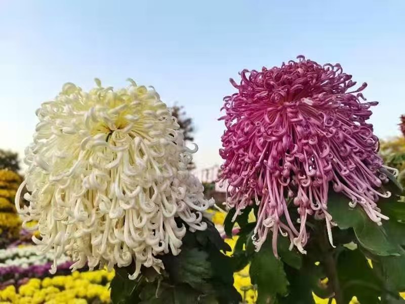 【品种齐全】回购率高观赏菊花苗百菊品种苗，九月菊苗全国发货