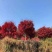 红枫日本红枫红舞姬四季中国红枫地栽盆栽盆景庭院绿化红